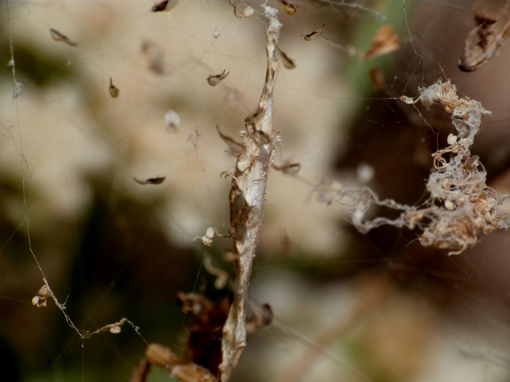 Uloboridae - Uloborus walkenaerius